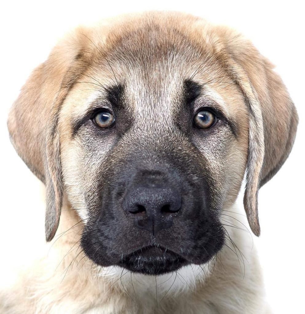 Anatolian shepherd club cheap of america