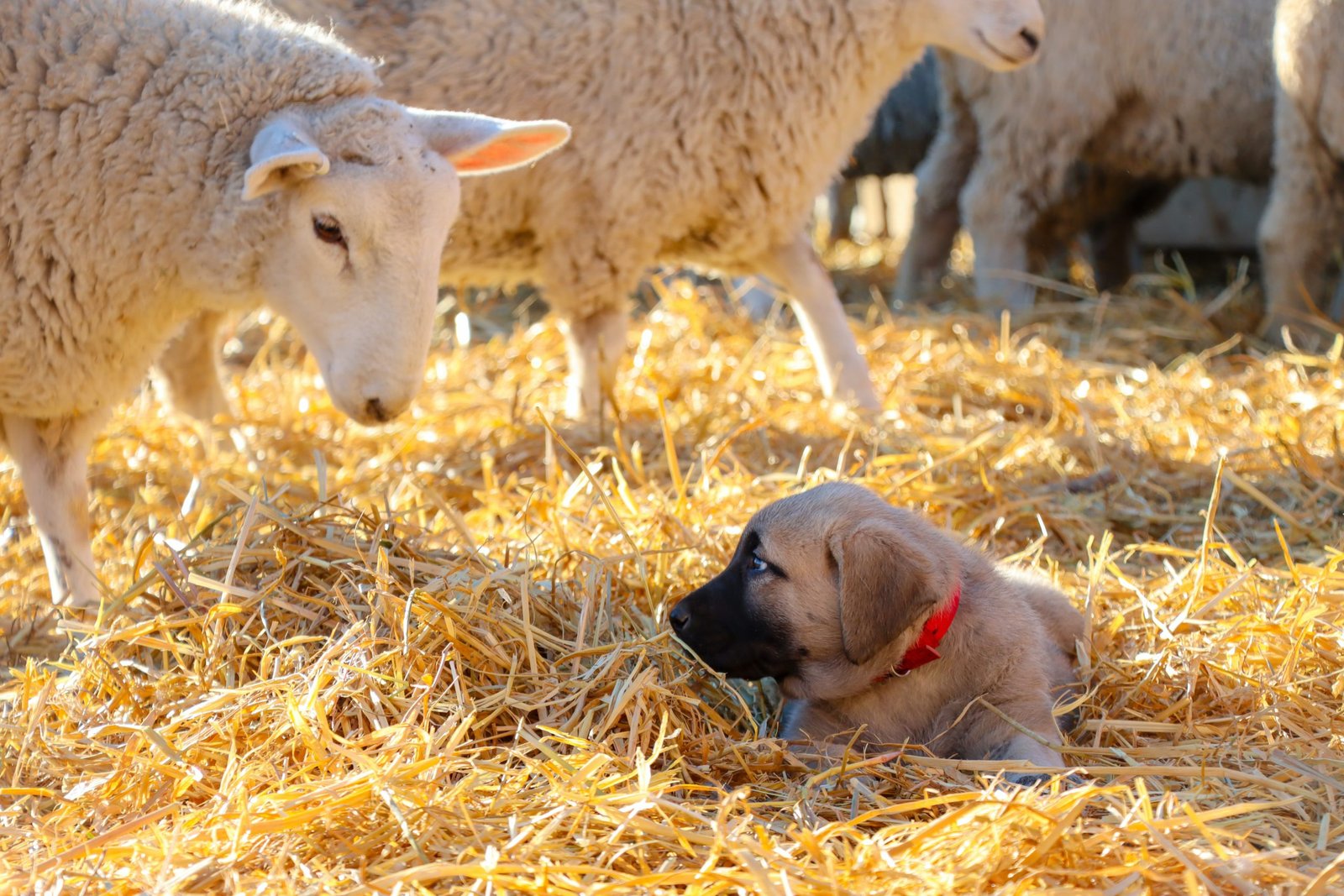 Turkish Kangal puppy with sheep. Future livestock guardian dog. Anatolian Shepherd.